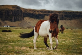 Zvířata - Islandský kůň