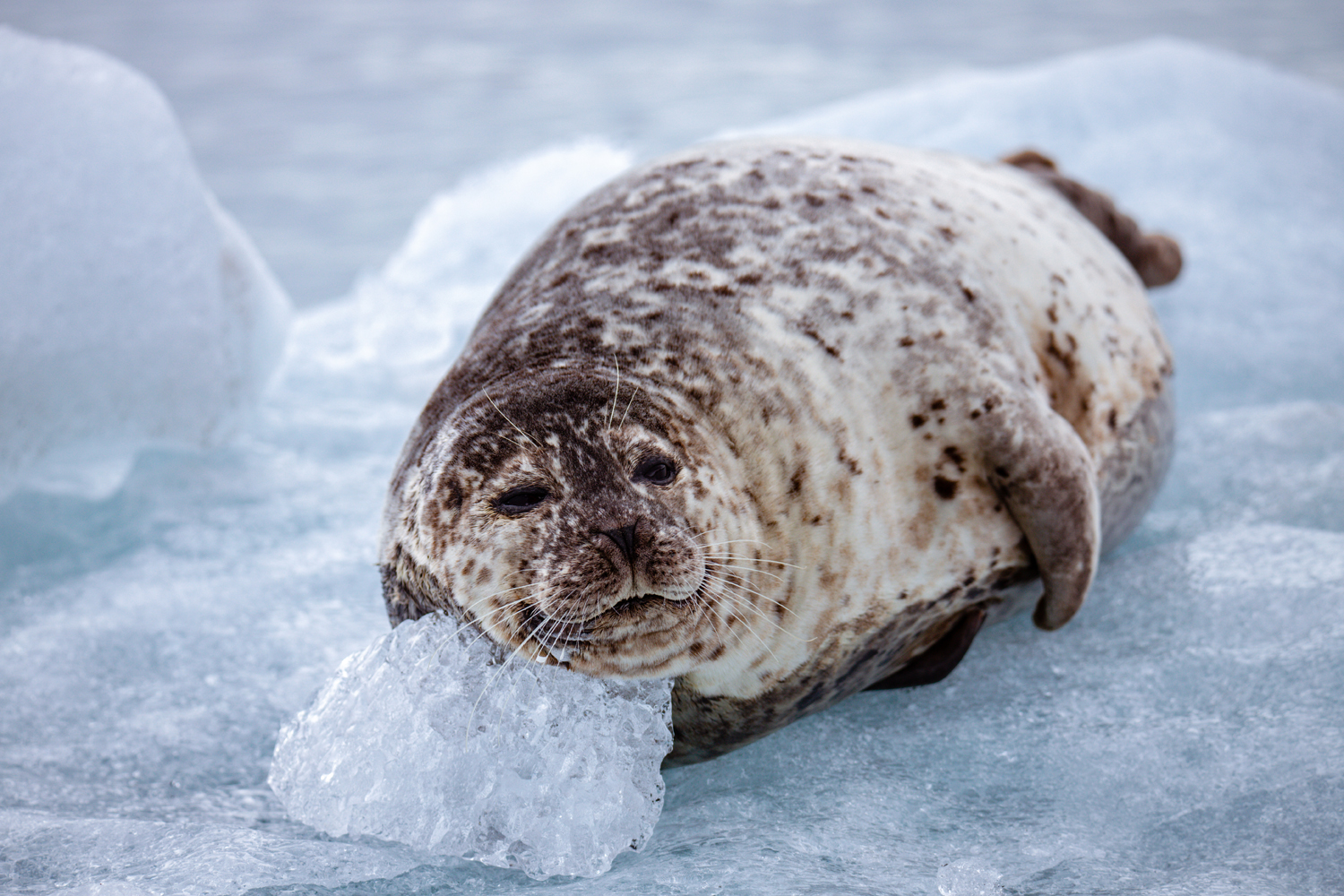 Lenošivý tuleň s polštářkem