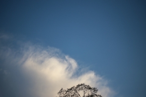 Krajinný detail - Bílý závoj temene stromu
