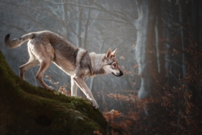 Zvířata - Ako vlk