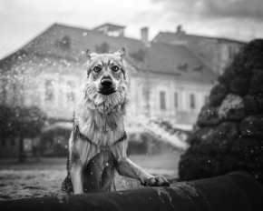Zvířata - Vlk v meste