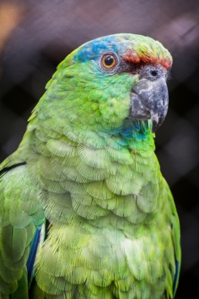 Zvířata - Papouščí portrét