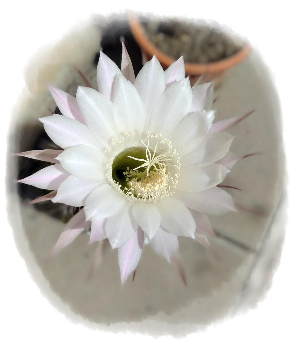 Stařičký kaktus