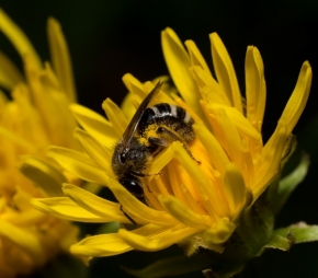 Makropříroda - Včela medonosná