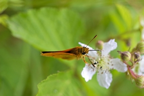 Makropříroda - Motýl