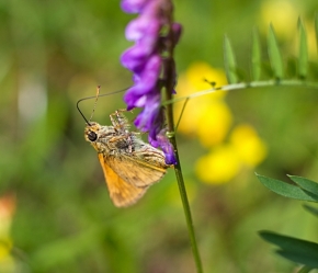 Makropříroda - Motýlek