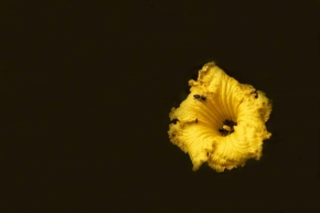 Makropříroda - včela na květu dýně