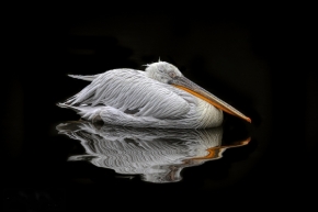VACULIK ZDENĚK - pelikán bílý