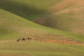Krajinný detail - Koně v Kyrgyzstánu