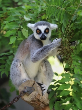 Zvířata - Lemur 
