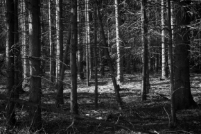 Radovan Kremlička - Mrtvý les
