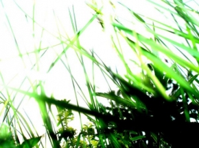 Příroda v detailu - Světlo v trávě