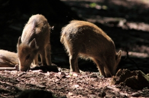 Zvířata - Kančí rodinka v ranním lese
