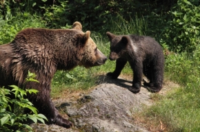 Zvířata - Medvědí rodinka