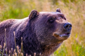 Zvířata -  aljašský grizzly