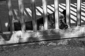 Zvířata - Za plotem