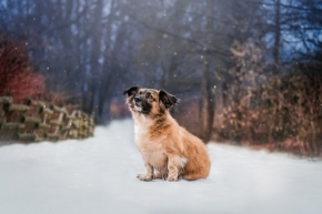Zvířata - Kouzelná zima