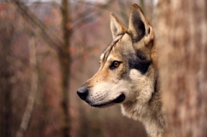 Zvířata - Vlk či nevlk?