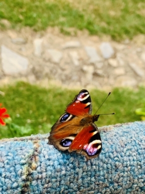 Zvířata - Motýl