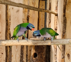 Zvířata - Zvědavý papoušci 
