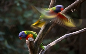 Zvířata - papoušci