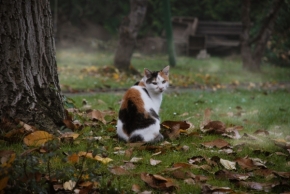 Zvířata - Podzimní klid