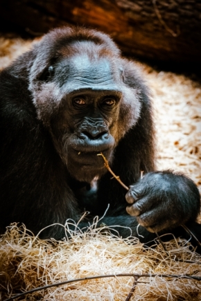 Zvířata - Gorily 3
