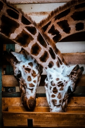 Zvířata - Žirafy 1