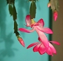Iva Matulová -vánoční kaktus