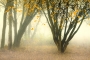 Květa Novotná -Podzimní mlha