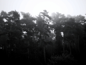 Stromy - Prikrývanie lesa