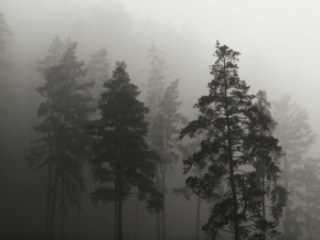Stromy - V hmle