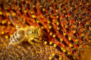 Makro - Včela medonosná na slunečnici