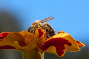Makro - Včela medonosná na aksamitníku