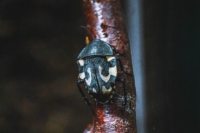 Makro - Beetle