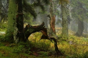 Fotograf roku v přírodě 2022 - Kouzelný Les