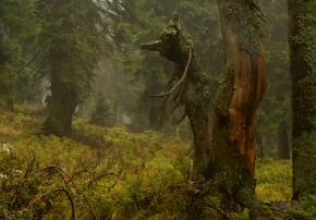 Fotograf roku v přírodě 2022 - Kouzelný Les