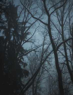 Stromy - Pod Měsícem