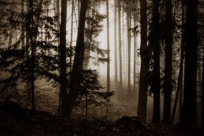 Stromy - Strážci mlhy