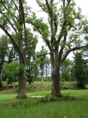 Stromy - v parku