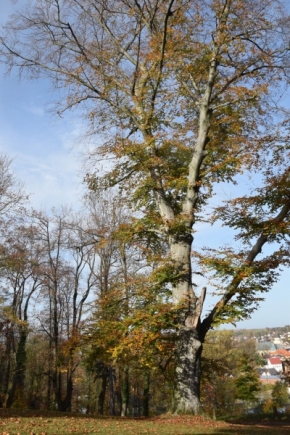 Stromy - říjen na severu Čech