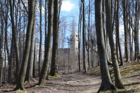 Miroslava Bílková - lesní cesta