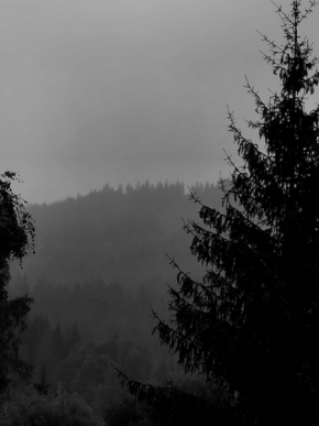 Černobílá - tmavý les