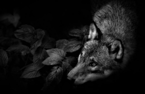 Černobílá - Šumavský vlk
