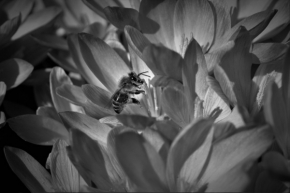 Černobílá - Krokusy a včela