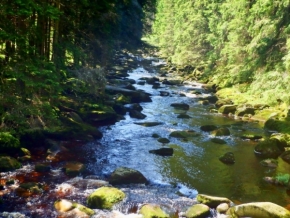 Voda - lesní říčka