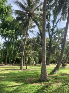 Stromy - palmičky