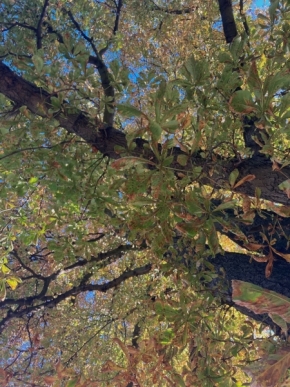 Stromy - listí nad hlavou