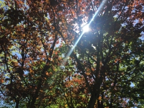 Stromy - sluneční paprsek