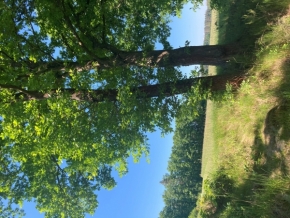 Stromy - letní cesta